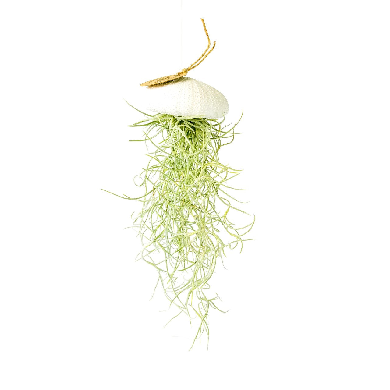 Tillandsia Luftpflanze, die im Seeigelweiß hängt
