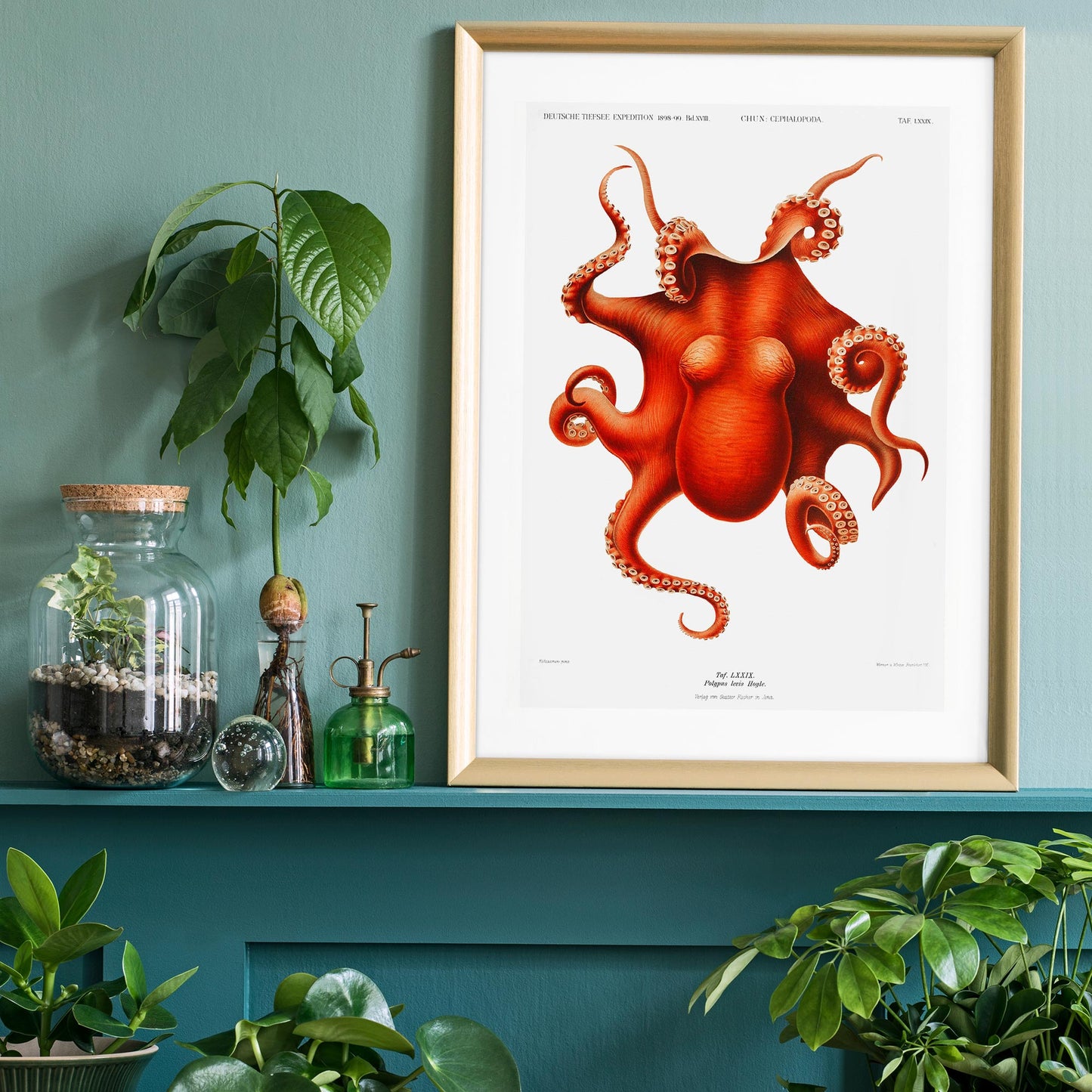 Octopus Vintage Antiker Druck