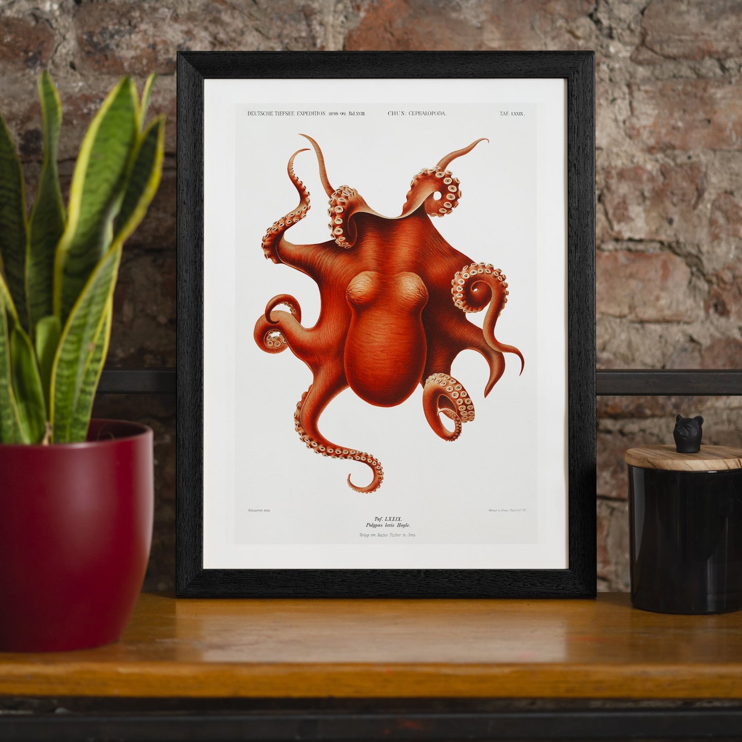 Octopus Vintage Antiker Druck