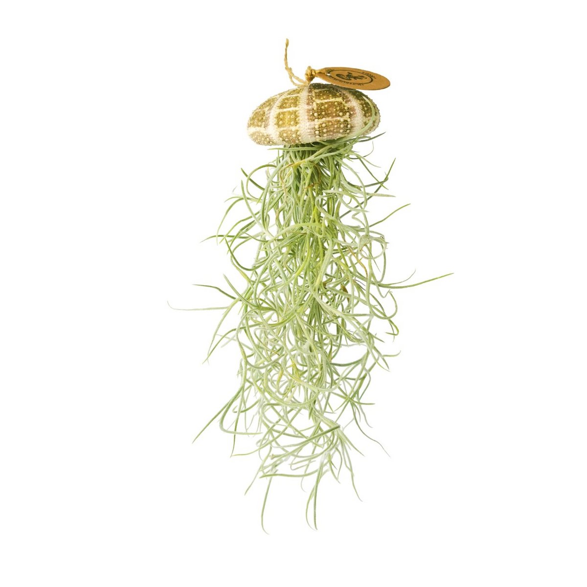 Tillandsia Luftpflanze hängt natürlich im Seeigel
