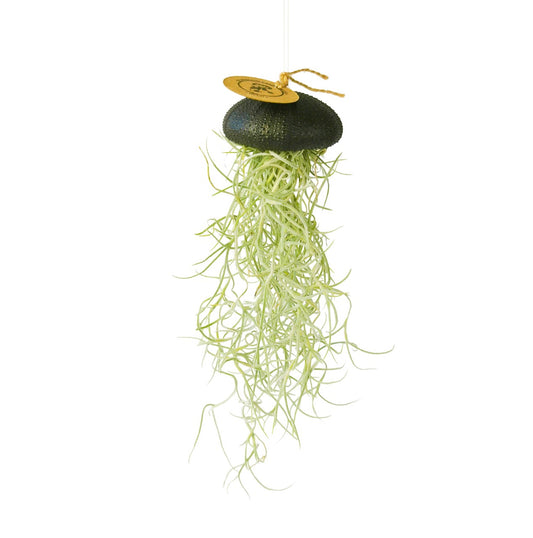 Tilllandsia Luftpflanze, die im schwarzen Seeigel hängt